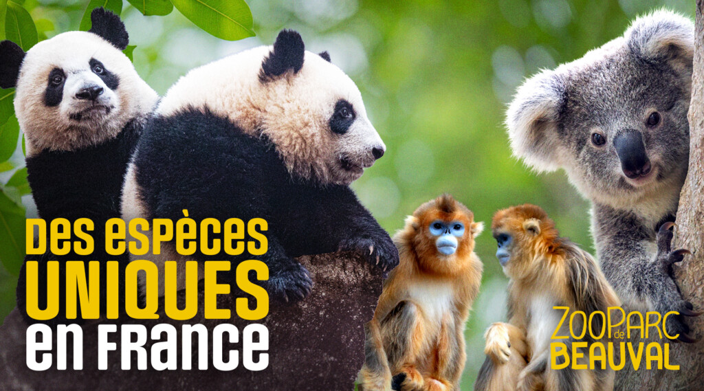 1_Carrousel_EspecesUniques_1920x1067